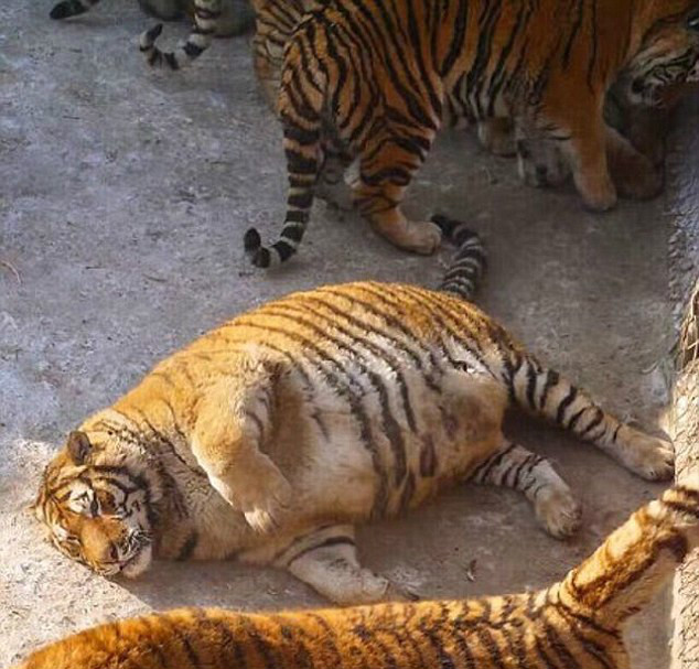 外媒：哈尔滨动物园东北虎重新定义了“肥猫”