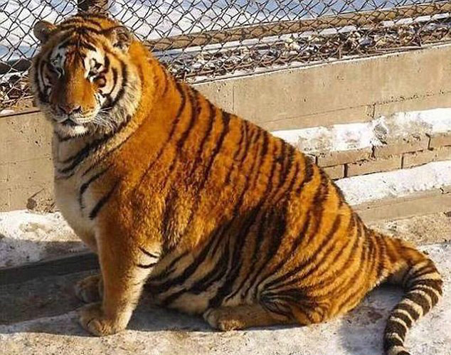 外媒：哈尔滨动物园东北虎重新定义了“肥猫”