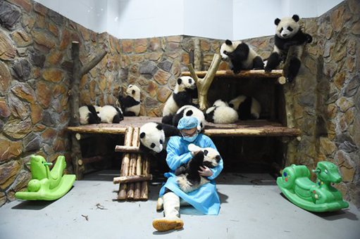熊猫视频蹿火 成都饲养员奶爸成“网红”