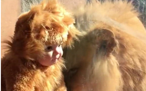 11个月大小宝宝穿上狮子服装之后偶遇雄狮（图）