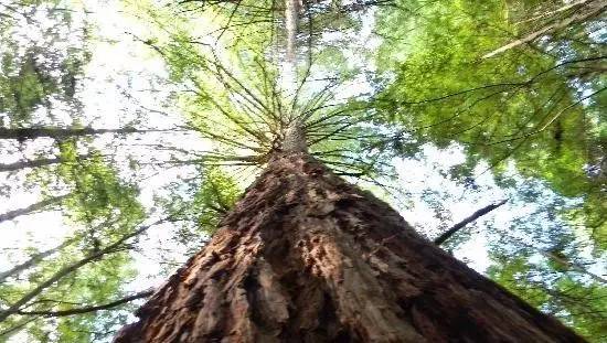 新西兰著名景点之一----罗托鲁阿红树林