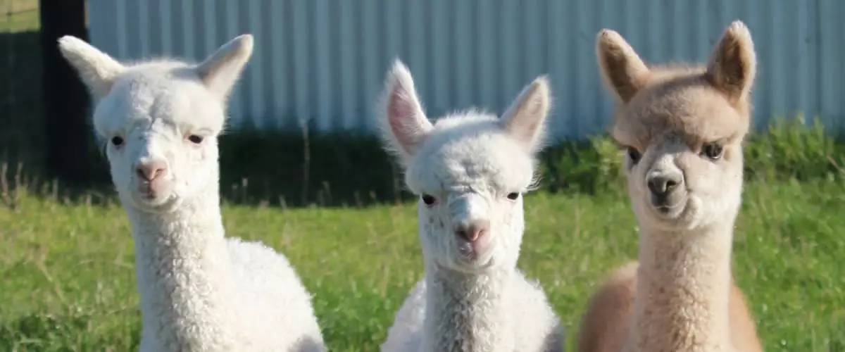新西兰可爱动物---羊驼
