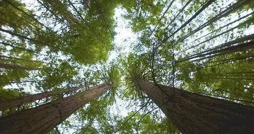 新西兰著名景点之一----罗托鲁阿红树林