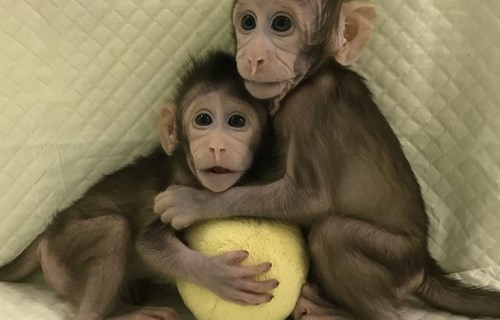 世界生命科学重大突破，两只克隆猴在中国诞生
_最新英语新闻