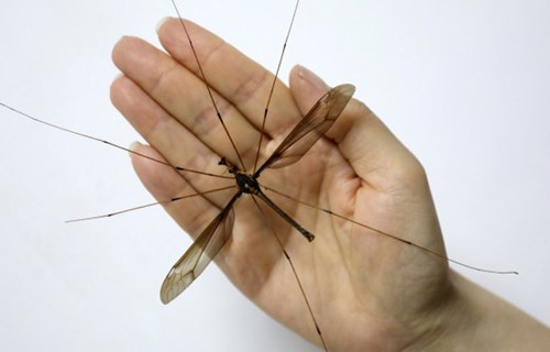 中国发现巨型蚊子，翼展长11.15厘米_双语新闻