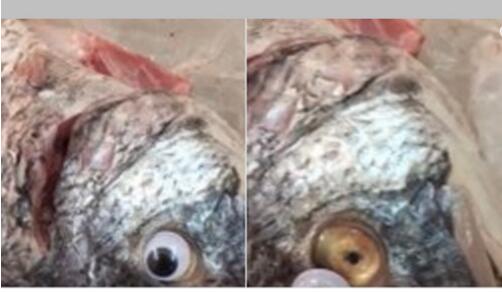 科威特某超市：给鱼粘上塑料眼睛 使其看起来很新鲜