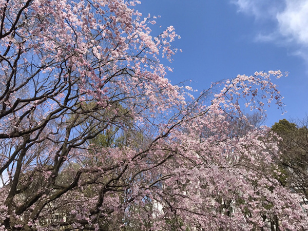 2019日本东京赏樱花的地方有哪些？2019年日本赏樱花地推荐