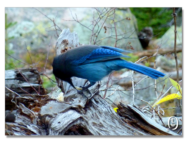 蓝鸟湖/Bluebird Lakeal Park_图33
