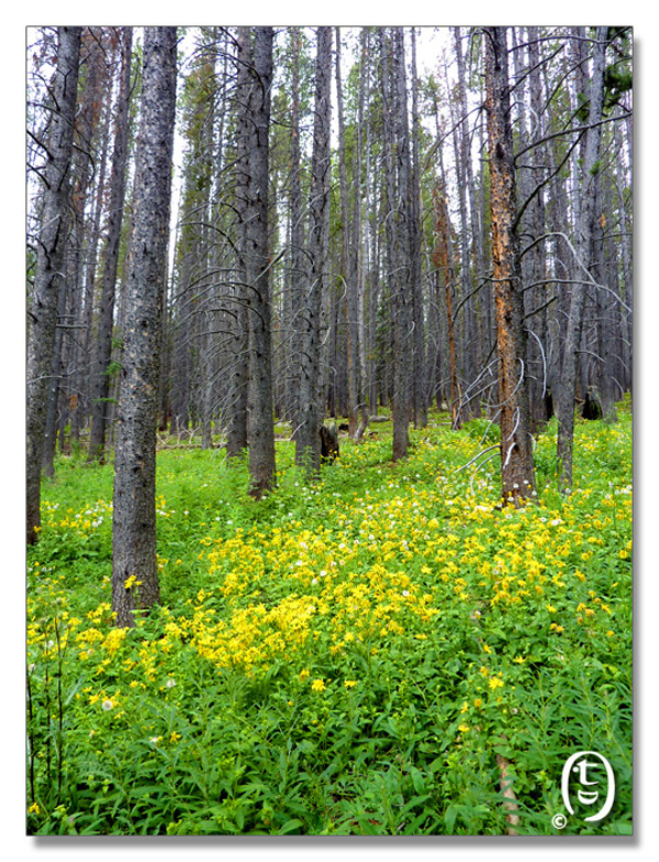 科州旅游安全知识 & Meadow Creek Trail_图15
