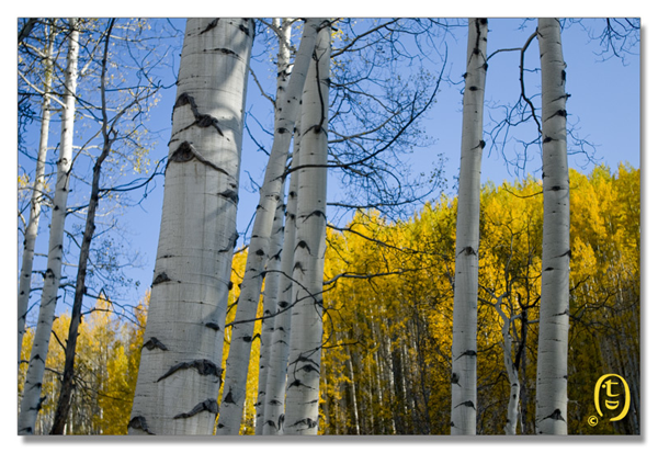 Crested Butte 的秋天_图3