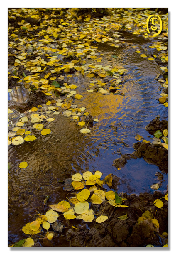 Crested Butte 的秋天_图4