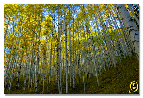 Crested Butte 的秋天_图5