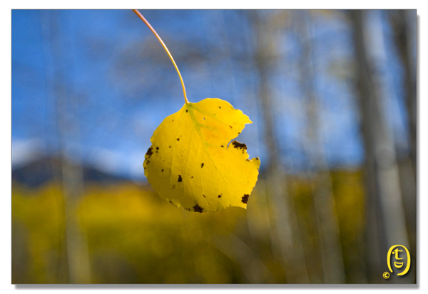 Crested Butte 的秋天_图7