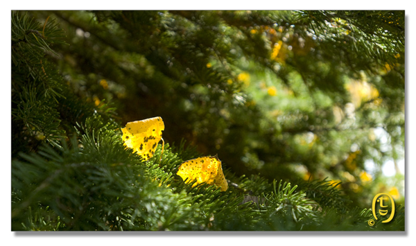 Crested Butte 的秋天_图11