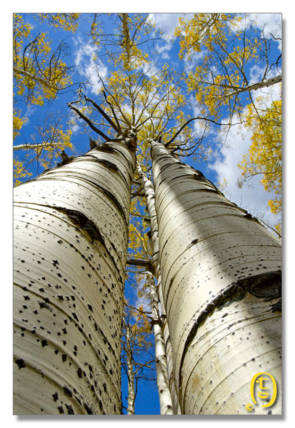 Crested Butte 的秋天_图13