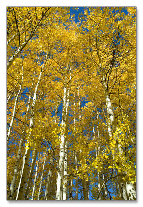 Crested Butte 的秋天_图10
