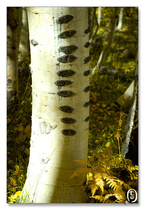 Crested Butte 的秋天_图11