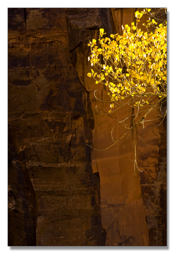锡安国家公园/Zion NP_图14