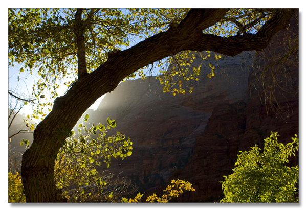 锡安国家公园/Zion NP_图16