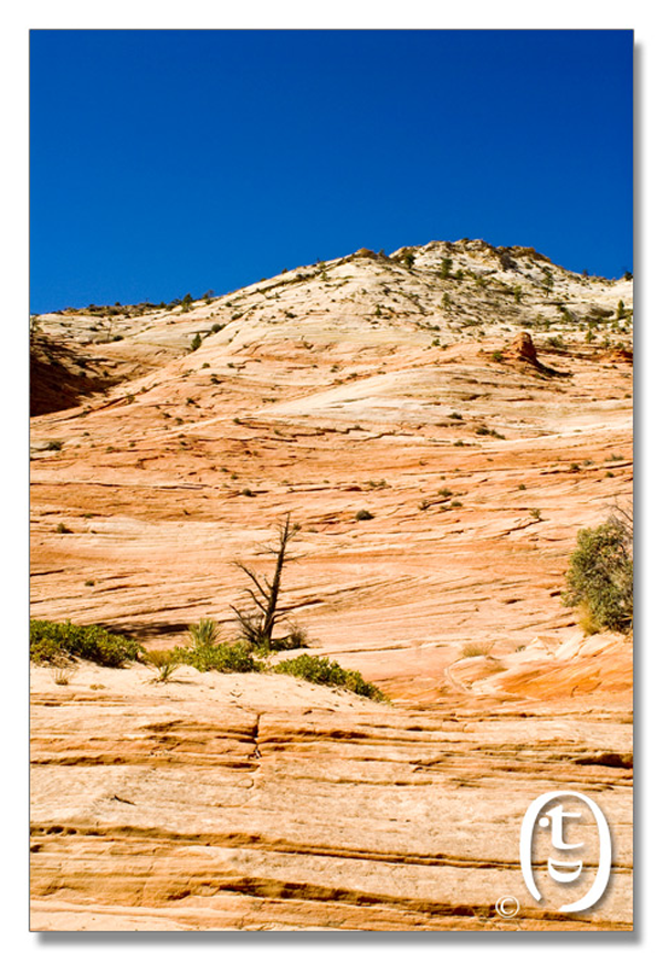 锡安国家公园/Zion NP_图13
