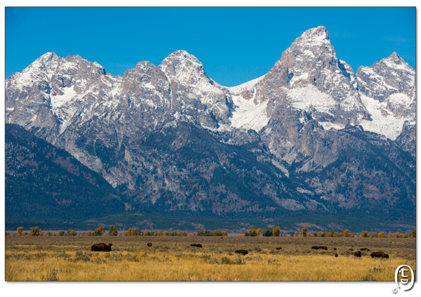天要下雨，娘要嫁人，政府要关门，百姓被逼出门 － Grand Teton NP_图14