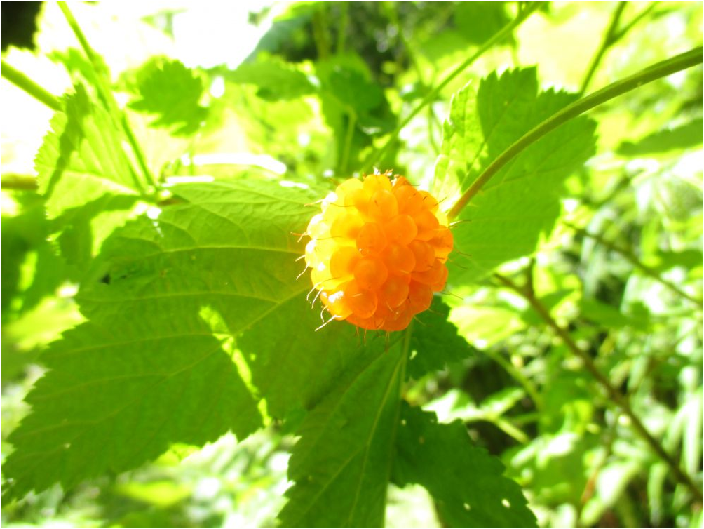 【华侨游记】虔诚信徒转山，从准备到开始_图6