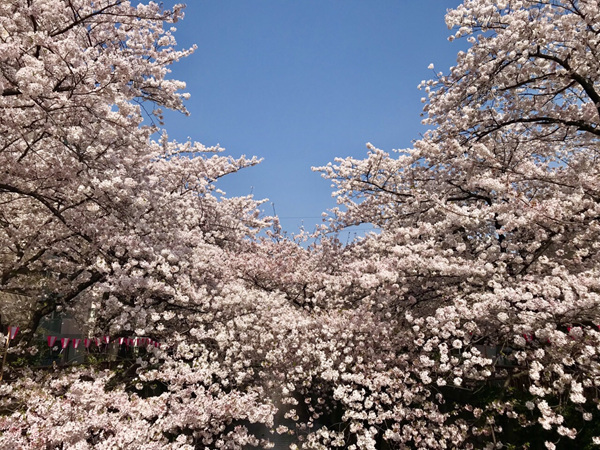 2019日本东京赏樱花的地方有哪些？2019年日本赏樱花地推荐