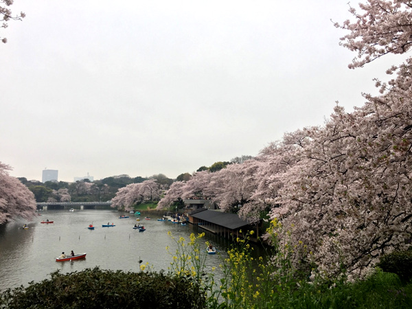 2019日本东京赏樱花的地方有哪些？2019年日本赏樱花地推荐