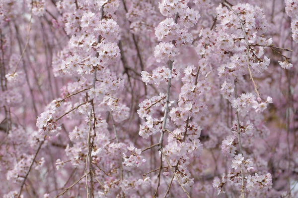2019日本东京赏樱花的地方有哪些？2019年日本赏樱花地推荐