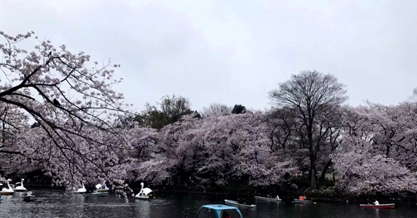 2019日本东京赏樱花的地方有哪些？2019年日本赏樱花地推荐