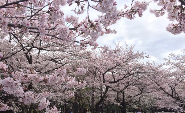 2019日本东京赏樱花的地方有哪些？2019年日本赏樱花地推荐