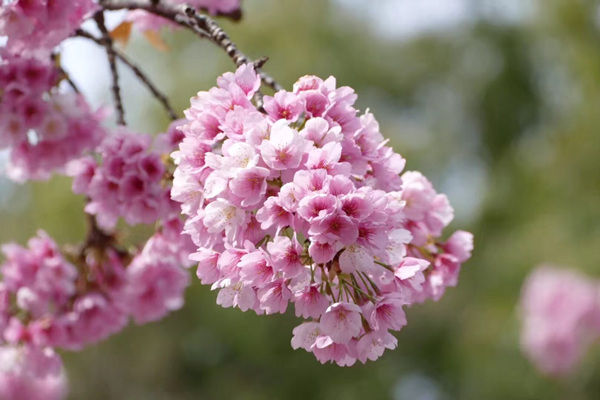 2019日本东京赏樱花的地方有哪些？2019年日本赏樱花地推荐