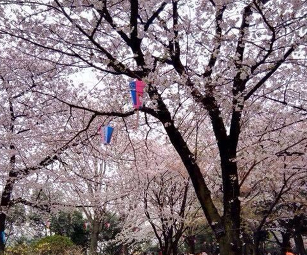 2019日本东京赏樱花的地方有哪些？2019年日本赏樱花地推荐